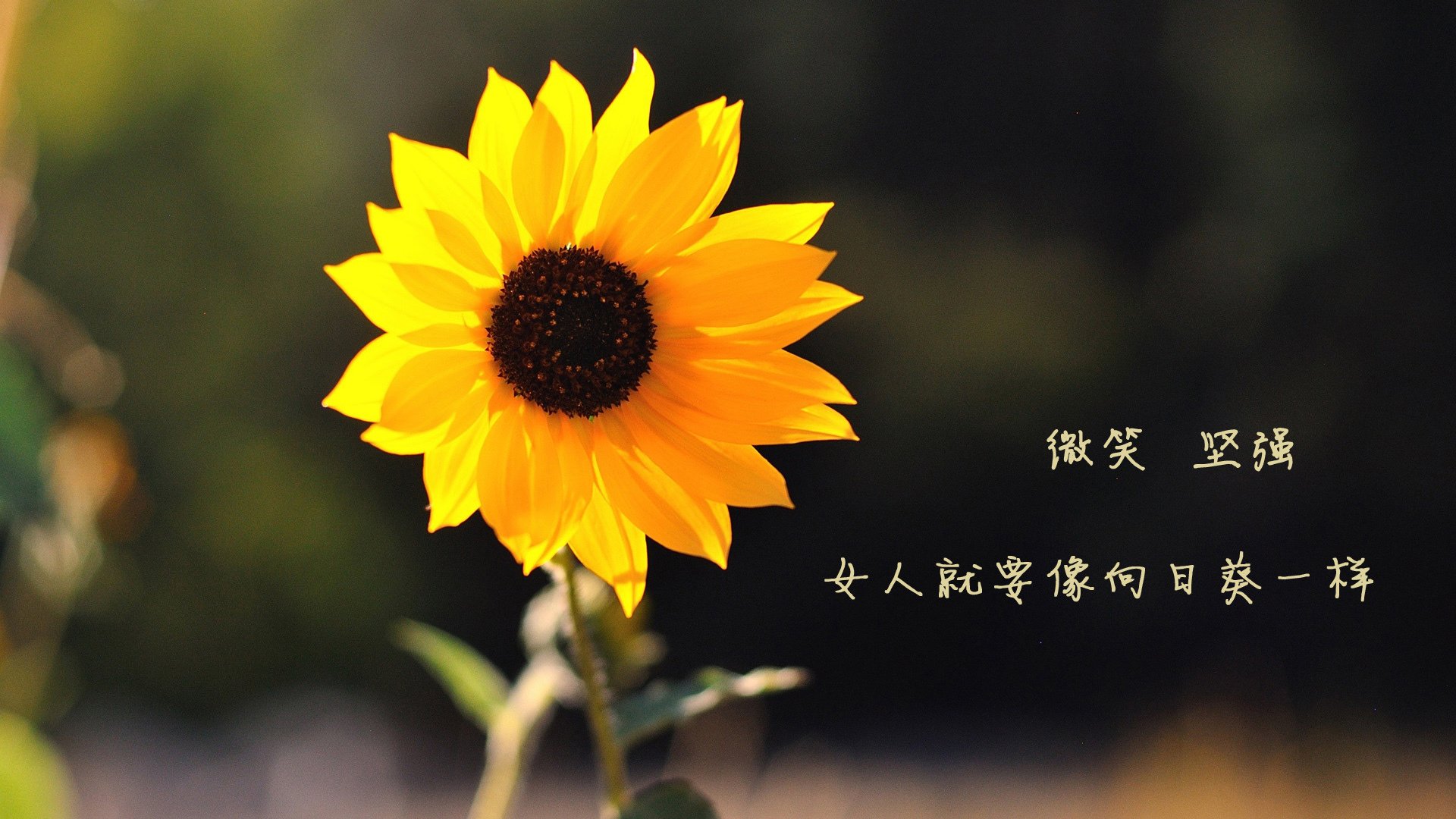 _世界青年组：高潜力新秀的竞技舞台_，世界青年组织