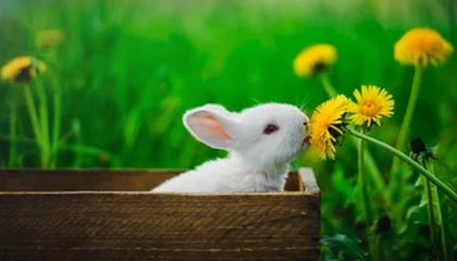 开云·体育官网-爱尔兰政府加大对女子橄榄球投资力度，橄榄球爱尔兰和北爱尔兰