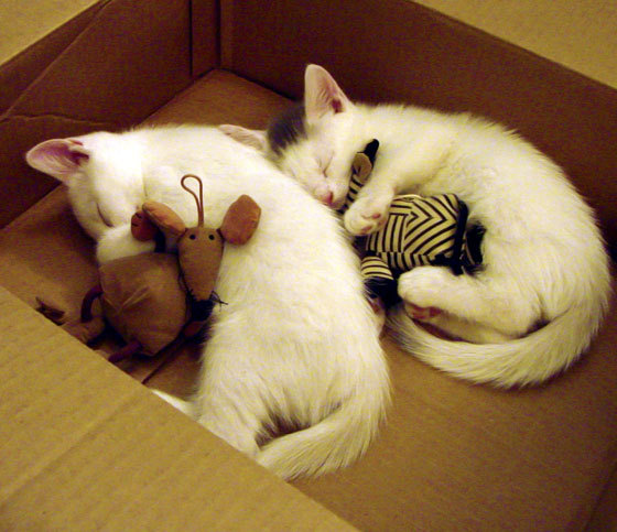 【比赛节奏掌控】教练如何调整比赛节奏取胜，教练员如何有效调控运动员参赛过程