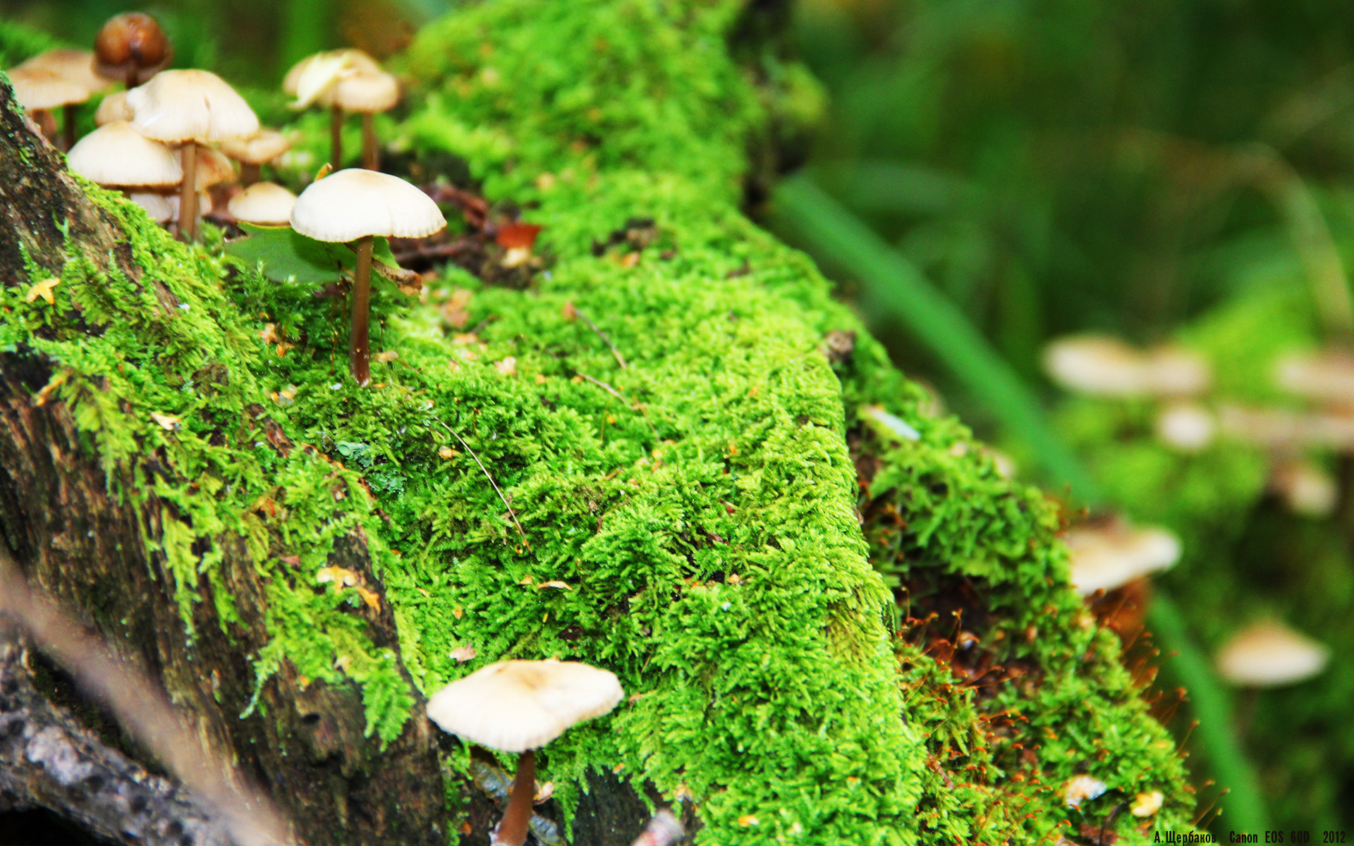 克罗地亚队在巴黎奥运会手球比赛中以27_32败给西班牙队,克罗地亚男足进奥运会了吗